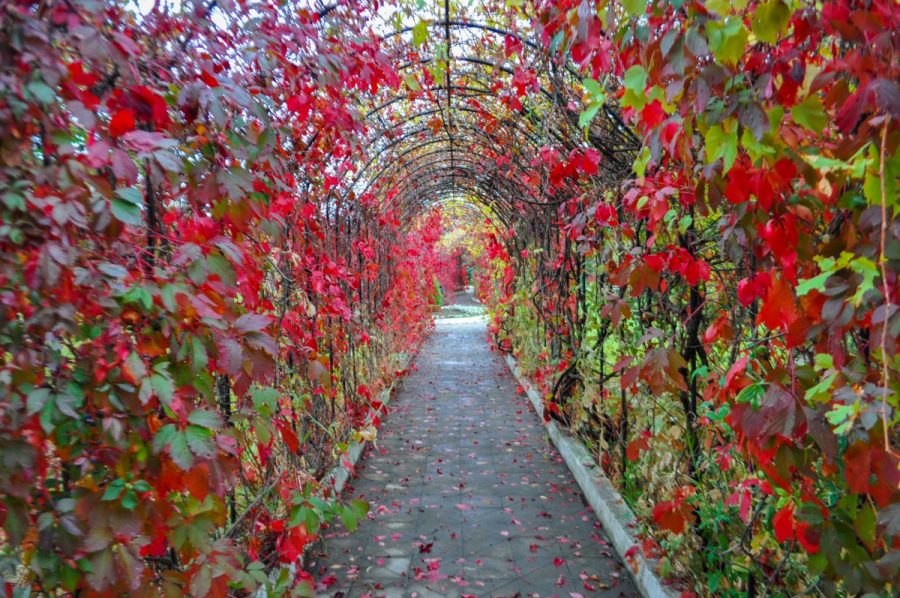 Территория в санатории Машук Aква Терм в городе Железноводске - фотография