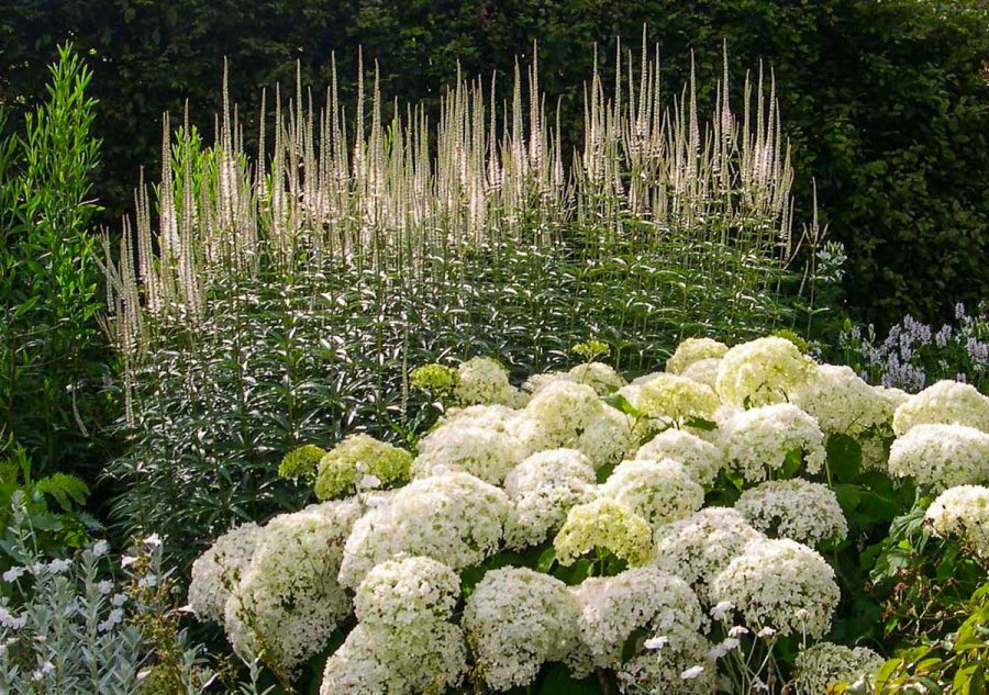 Белый сад в санатории Машук Aква Терм в городе Железноводске - фотография